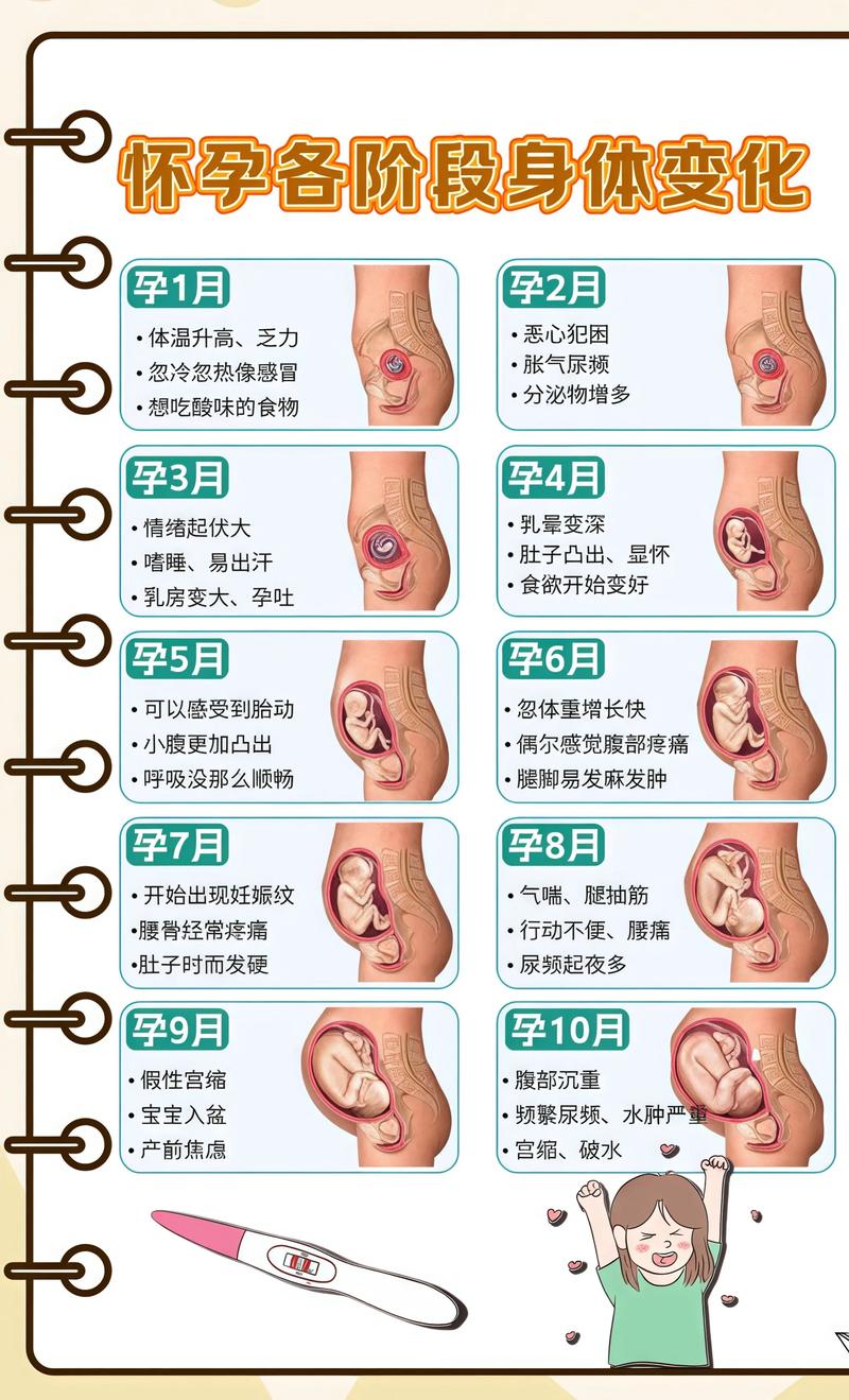 揭秘供卵代孕妈妈怀孕小腹分两节,孕期变化的奥秘金山代生机构: